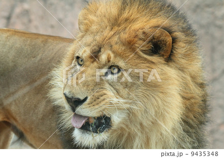 百獣の王　ライオン　 9435348