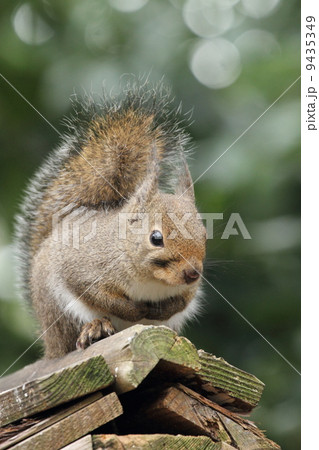 ニホンリス　 9435349