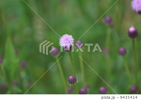 狐薊　キツネアザミと申します。 9435414