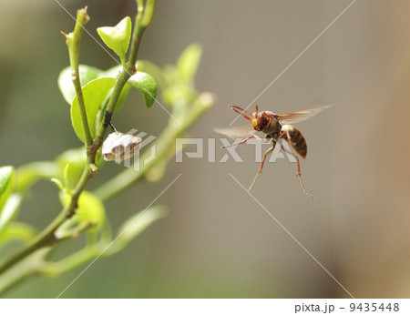 アシナガバチ 9435448