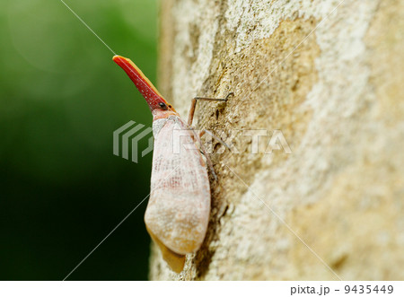 ボルネオの昆虫 9435449