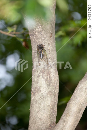 木陰のクマゼミ 9435709