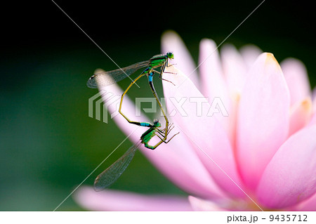 アオモンイトトンボの交尾 9435712