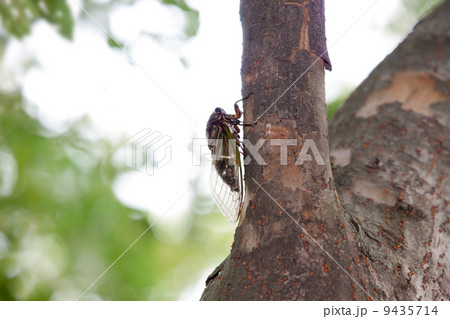 木陰のクマゼミ 木陰のクマゼミ 9435714