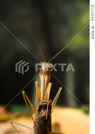 カマキリ 9435719