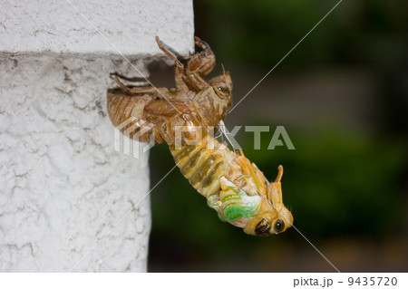 クマゼミの孵化の写真素材
