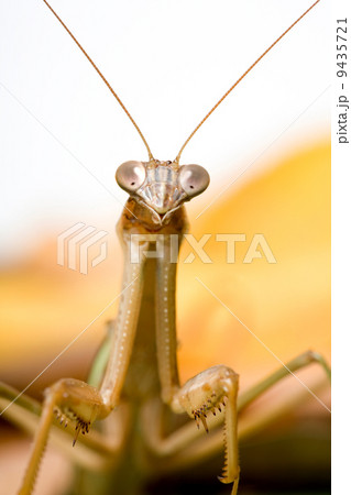 カマキリ 9435721