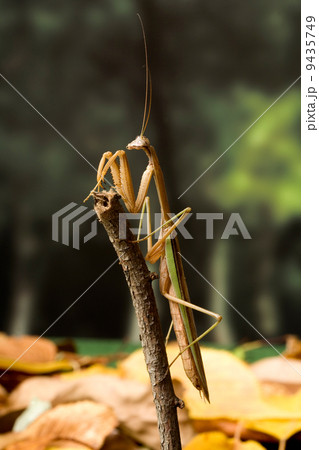 カマキリ 9435749