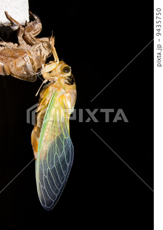 孵化したクマゼミ 9435750