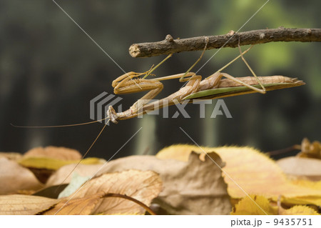 オオカマキリ 9435751