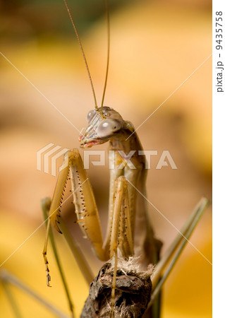 カマキリのアップ 9435758