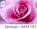 雨の日に咲くピンク色のバラ 9435791