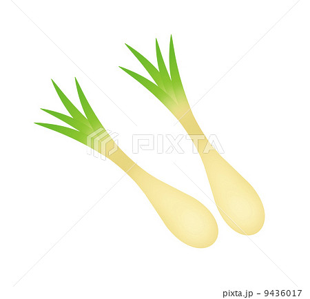 エシャロット 9436017