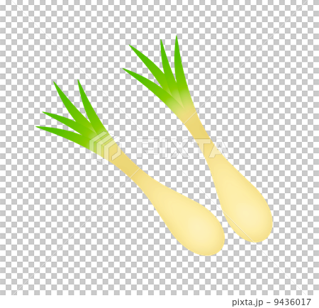 エシャロット 9436017