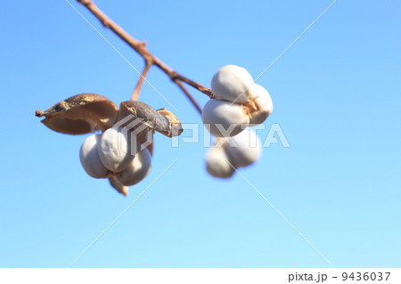 ナンキンハゼの冬景色 9436037