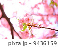 河津桜 9436159