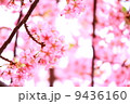 河津桜 9436160