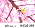 河津桜 9436166