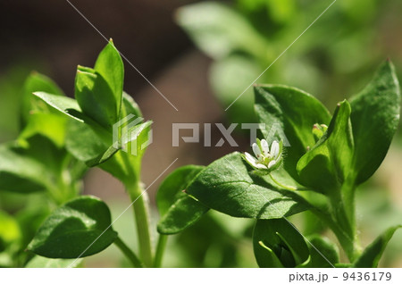 ミドリハコベ 9436179