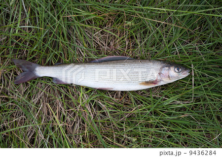 Grayling (Thymallus thymallus) 9436284