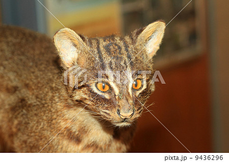 イリオモテヤマネコ イリオモテヤマネコ 9436296