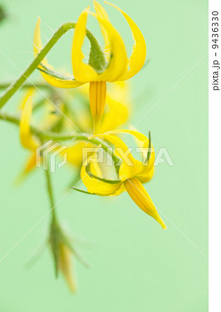 ミニトマトの花 ミニトマトの花 9436330