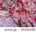 桜 9436498