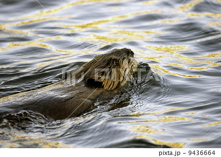 North American beaver 9436664