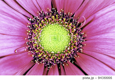 China aster 9436666