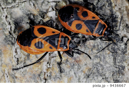 Firebug 9436667