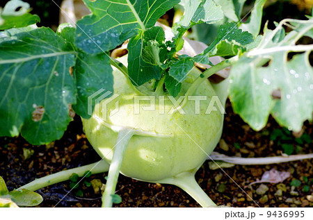 コールラビ コールラビ 9436995