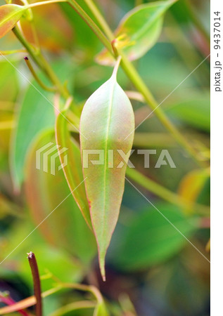 ユーカリ ユーカリ 9437014