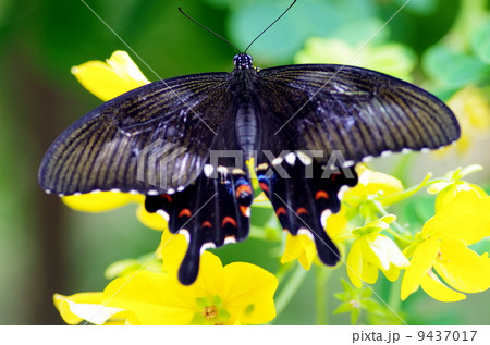 カラスアゲハ 9437017