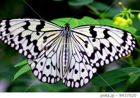 オオゴマダラ 9437020