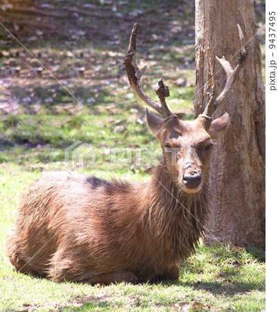 Deer forest Deer forest 9437495