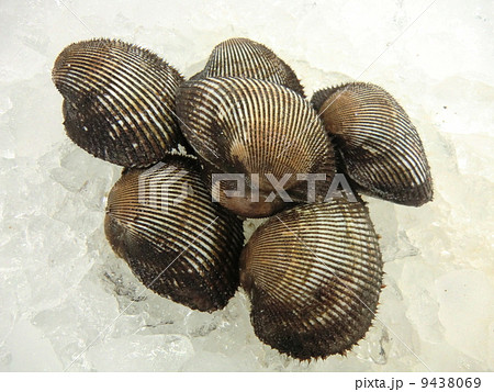 赤貝 9438069