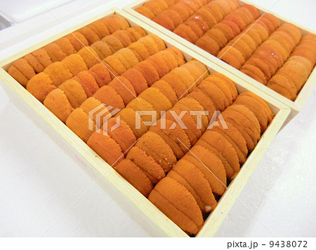 ウニ ウニ 9438072