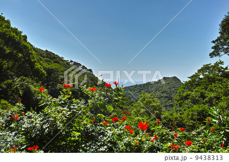 鹿児島県 佐多岬 鹿児島県 佐多岬 9438313