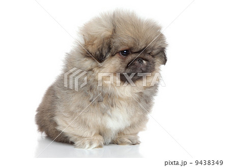Pekingese puppy portrait on white background Pekingese puppy portrait on white background 9438349