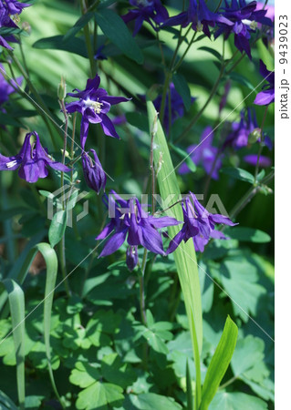 苧環オダマキ 糸巻き 苧玉 に似ているからだそうです の写真素材