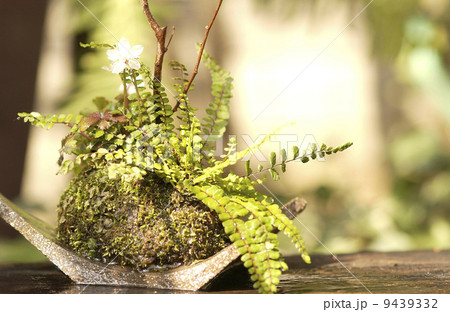 苔玉アート 9439332