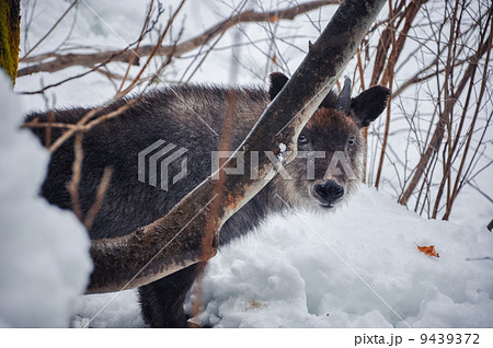 雪国と野生のニホンカモシカ 9439372