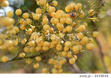 シロナンテン 9439648