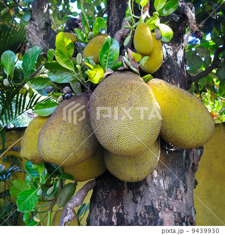 Ripe breadfruit 9439930