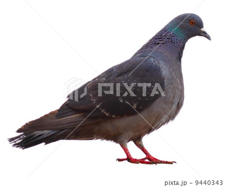 gray wild pigeon dove sitting isolated on a white background gray wild pigeon dove sitting isolated on a white background 9440343