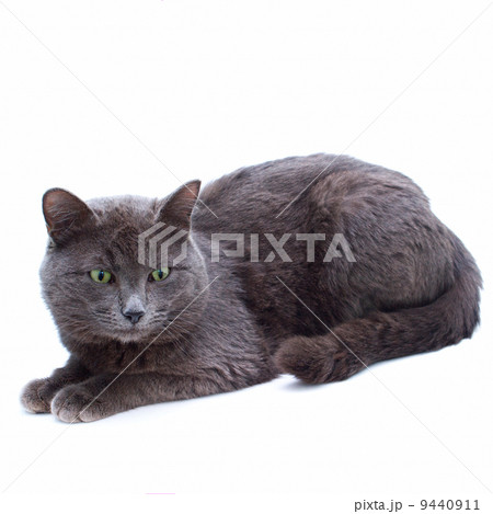 grey yard cat with green eyes sitting looking towards isolated o grey yard cat with green eyes sitting looking towards isolated o 9440911