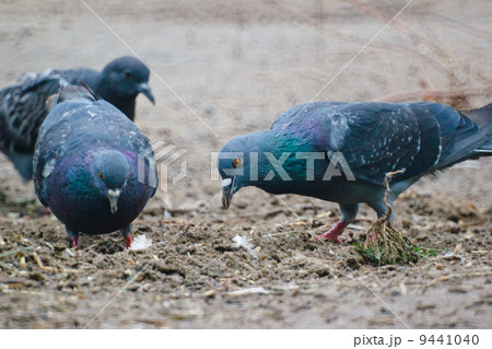gray two wild pigeon dove sitting gray two wild pigeon dove sitting 9441040