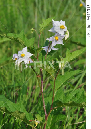 ワルナスビ ワルナスビ 9442513