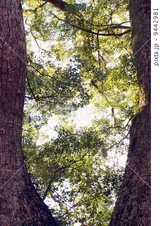 巨木は森を包み込む・クスノキ 巨木は森を包み込む・クスノキ 9442981