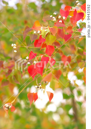 秋色イメージ（ナンキンハゼ） 9443592